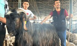 Eskişehir’de cüssesi ile konuşuluyordu: Alıcısı Belçika’dan çıktı