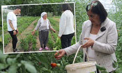 Tarlada maliyetin altında rafta ateş pahası! Eskişehir'de domates üreticisi isyanda