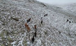 Emirdağ'da dronlar görüntüledi! Yiyecek ararken kaydedildiler