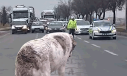 Eskişehir'de insanlık dersi: Yaralı köpek için çevre yolunda trafik durduruldu