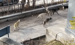 Bilecik'te başıboş köpekler ailelerde tedirginlik oluşturdu