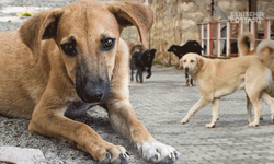 Bilecik'te sokak köpeklerinin hepsi toplanacak! İlçe başkanı duyurdu