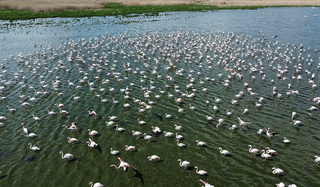 Afyonkarahisar’da flamingolar renkli görüntüler oluşturuyor