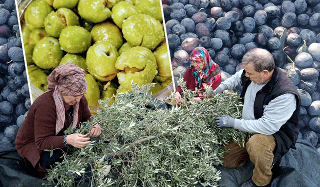 Eskişehir'de zeytinde rekor hasat: Pazarda bu fiyata satacaklar