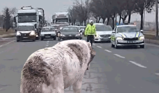 Eskişehir'de insanlık dersi: Yaralı köpek için çevre yolunda trafik durduruldu